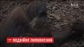 В бельгийском зоопарке на свет появился крохотный орангутан