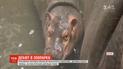 В шанхайском зоопарке устроили первые смотрины для новорожденного гиппопотама
