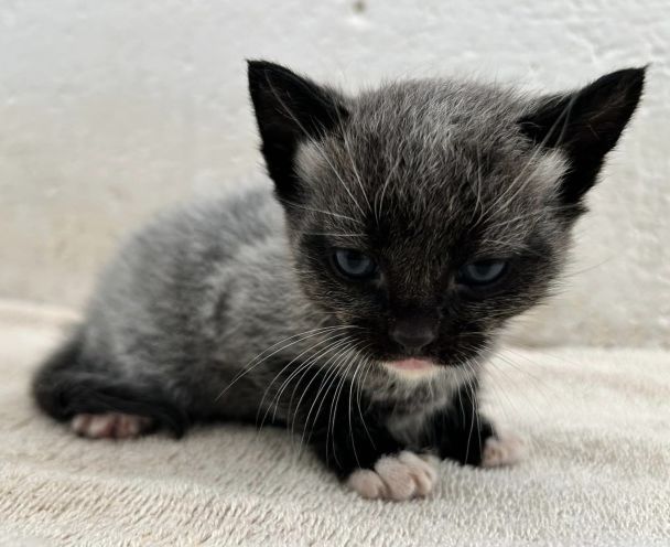 Котята с особенной шерстью / © Jam Press