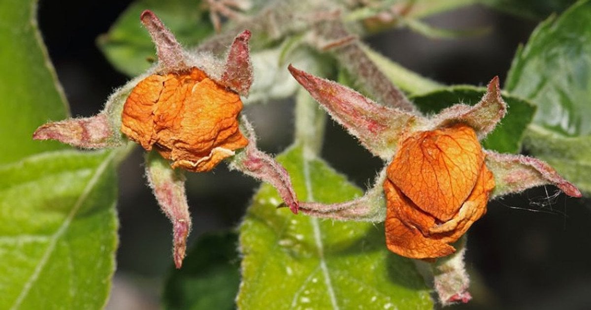 Яблуневий квіткоїд