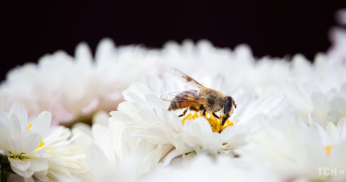 Гороскоп на 5 августа для всех знаков Зодиака