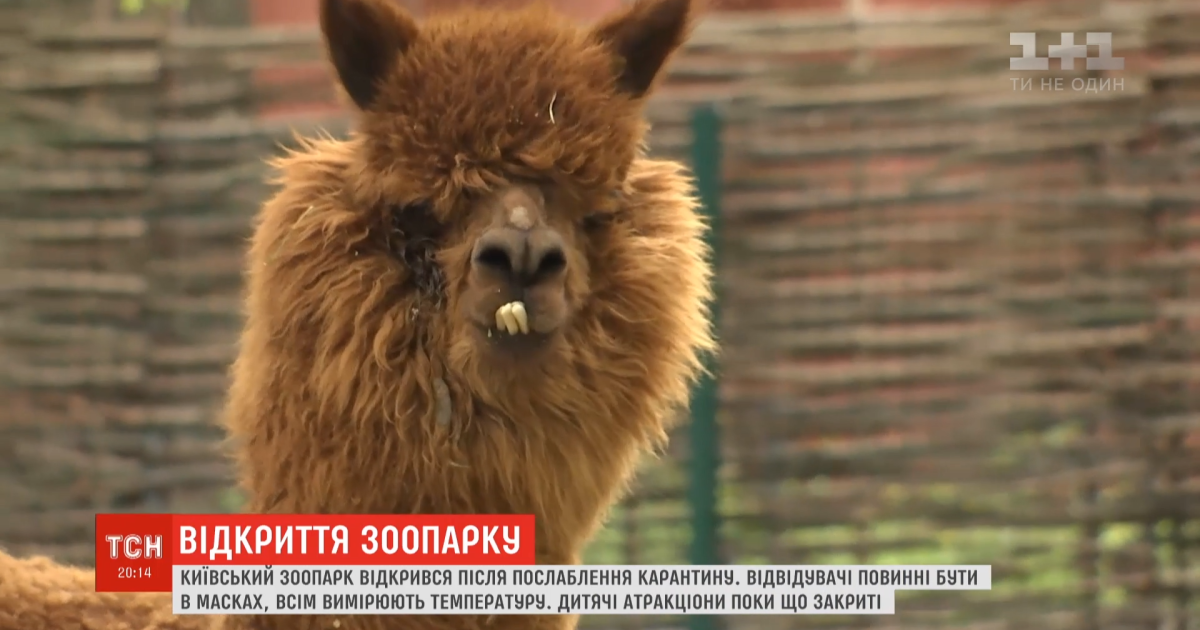 Пополнение среди животных и новые правила для посетителей: как за карантин изменился киевский зоопарк