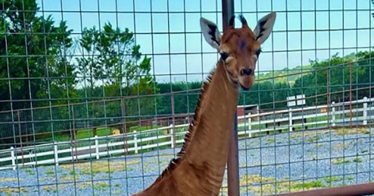 Жираф без пятен / Фото: Brights Zoo