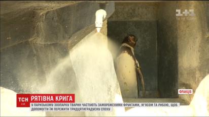 В парижском зоопарке животных угощают замороженными продуктами, чтобы спасти от жары