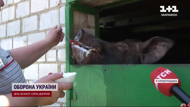 Кабан Едик