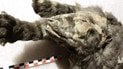 Один из волчат, которого нашли возле Тумата. Фото: Королевский бельгийский институт естественных наук