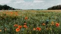 Поле із маками