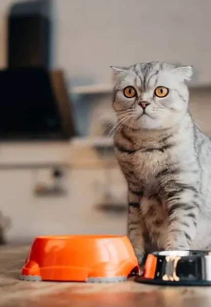 Кот погружает лапы в миску с водой