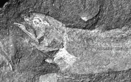 Палеонтологи нашли в Африке окаменелые останки "сухопутной" рыбы, которая жила 360 миллионов лет назад
