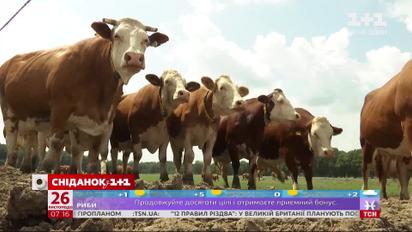 Молочна продукція в Україні подорожчає – економічні новини