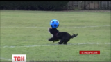 Британський пес Алфі підкорює інтернет своїми футбольними трюками
