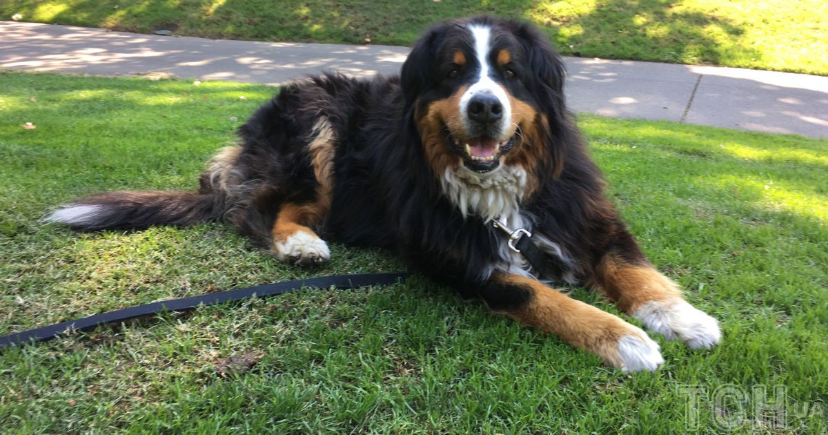 Бернський зенненхунд