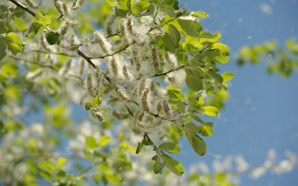 Аллергия из-за пыльцы растений может спровоцировать астму. Как защититься