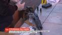 На очах у численних свідків у Миколаєві розстріляли подружжя