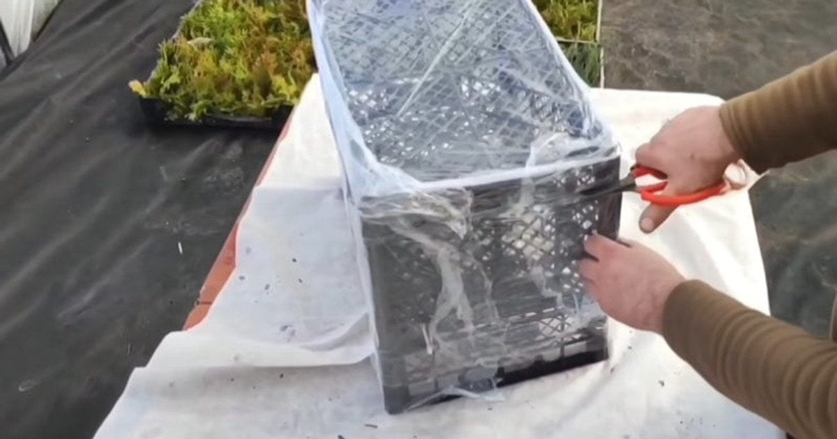 Мініпарник для розсади