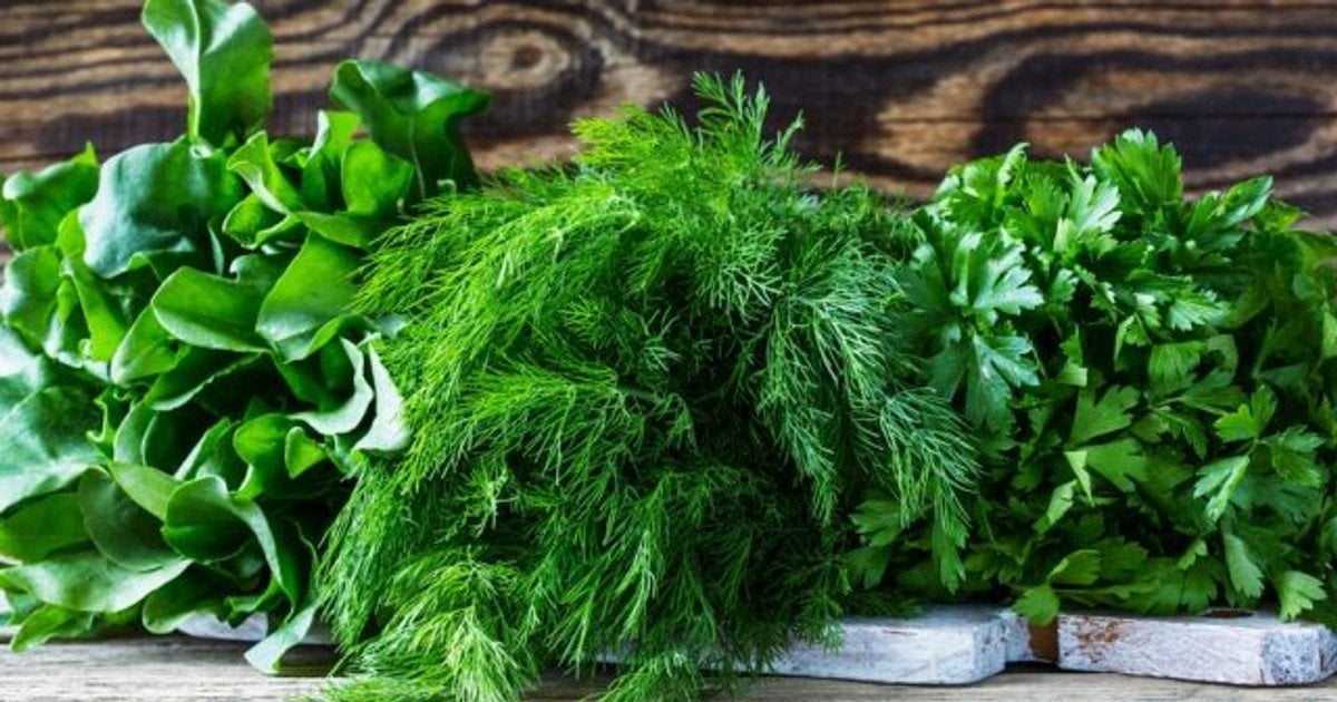 Користь зелені для організму