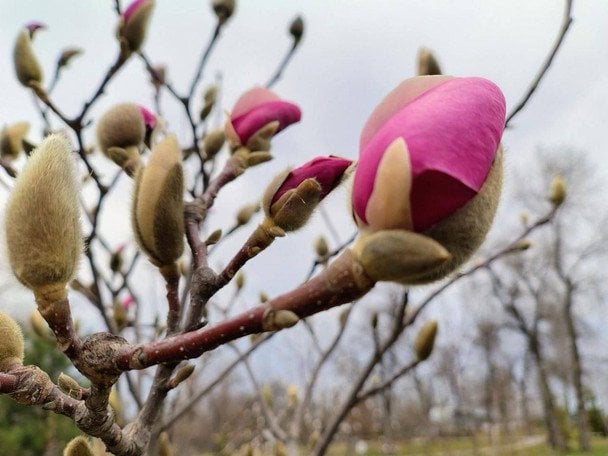 У Києві розпочався сезон цвітіння: де можна побачити квітучі сакури та магнолії