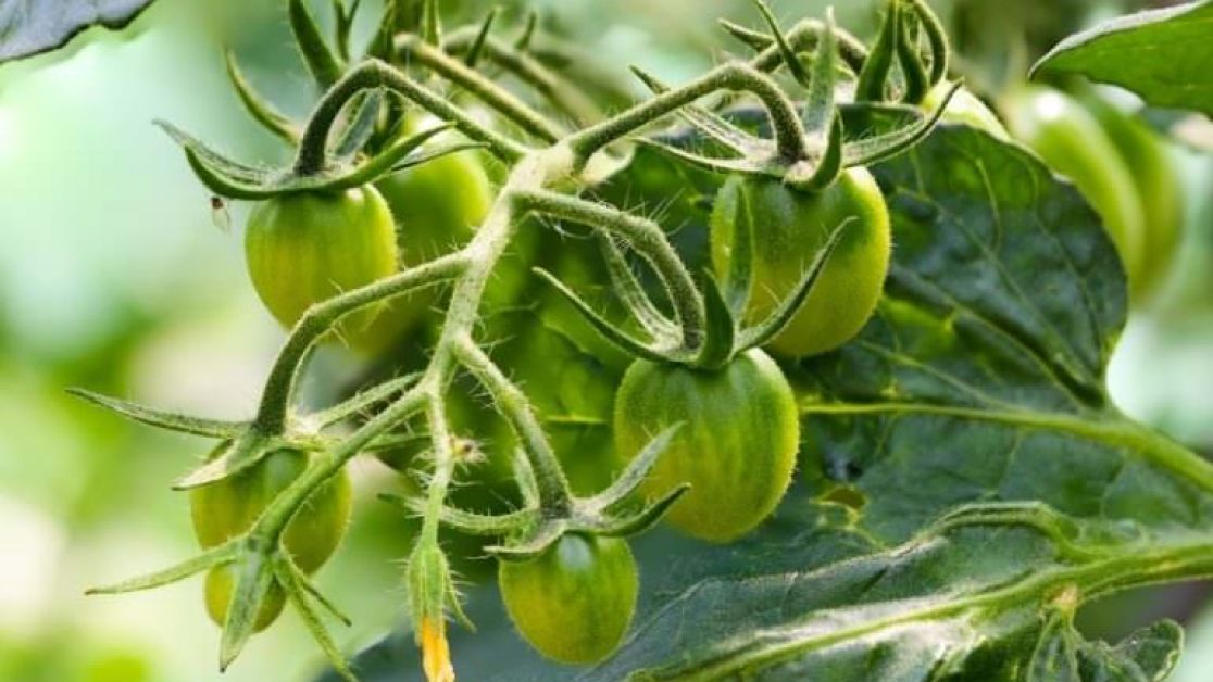 Подкормите этим помидоры в июле, чтобы собрать тройной урожай — Украина