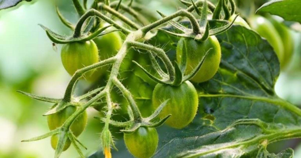 Fertilizing Tomatoes in July: Mineral and Organic Options for Flowering and Budding