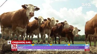 Молочная продукция в Украине подорожает – экономические новости