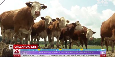Молочная продукция в Украине подорожает – экономические новости