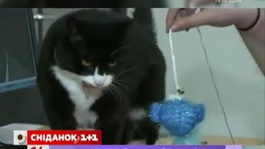 У міністерство закордонних справ Великої Британії на роботу взяли кота