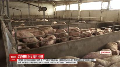 Через потужний обстріл селища Новолуганське збитків зазнала місцева свиноферма
