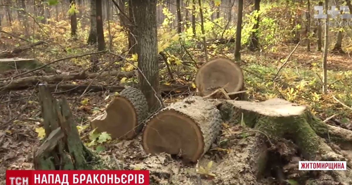 На Житомирщине нелегальные охотники на дуб обстреляли лесников