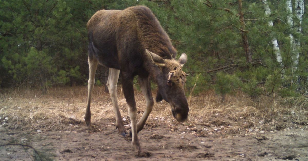 у Чорнобильському заповіднику олені скидають роги