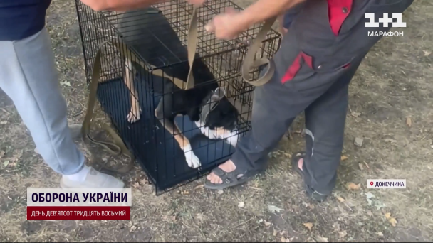 Эвакуация собак