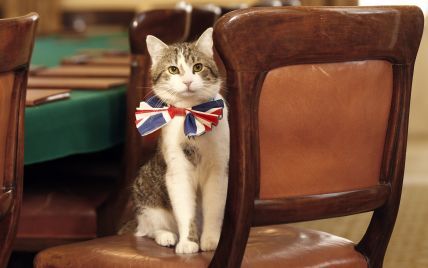 Знаменитого кота Ларри с Даунинг-стрит оставят в резиденции премьера после отставки Кэмерона