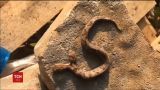В Вирджинии нашли змею с двумя головами