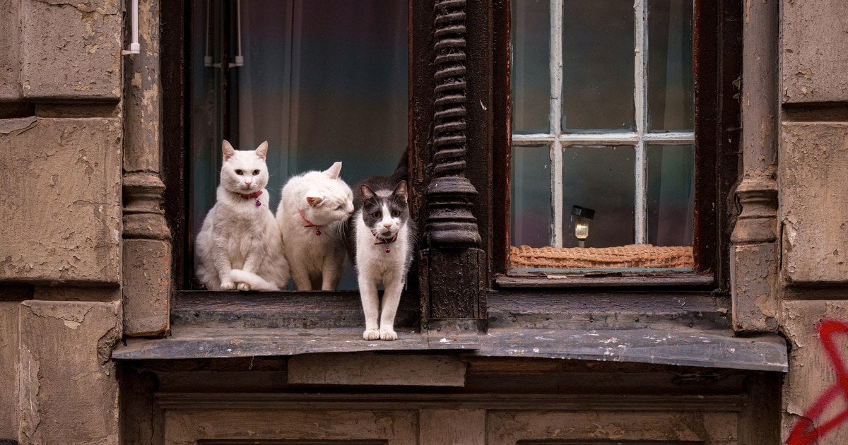 ЄС ухвалив нові правила для захисту котів та собак