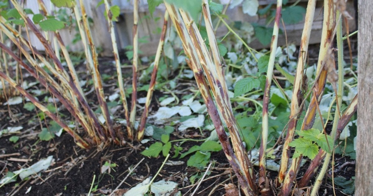 Дідімелла  малини