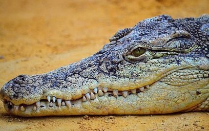 Крокодил убил священника во время обряда крещения