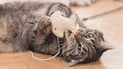 Непереборний страх: чого бояться коти