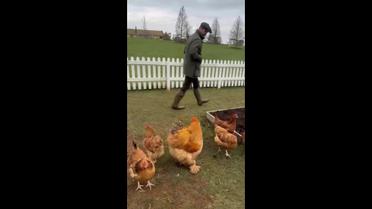 Девід Бекхем зняв кумедне відео з курками