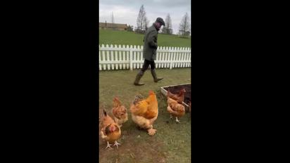 Девід Бекхем зняв кумедне відео з курками