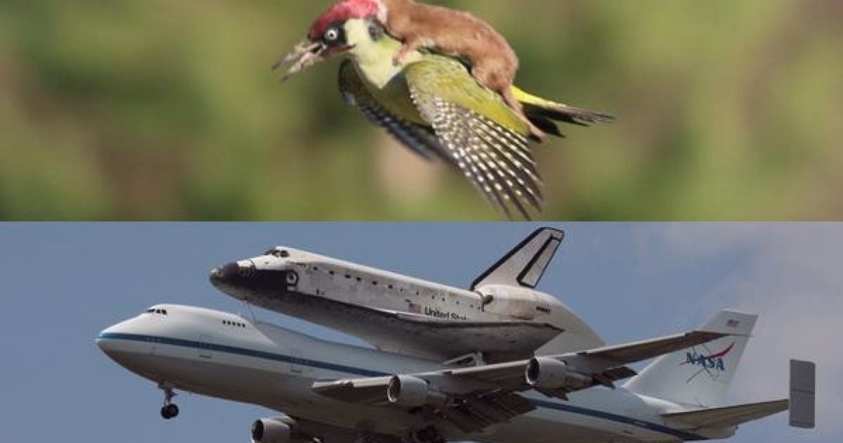 Фотограф Мартин Лемэй сделал замечательное фото ласки верхом на дятлі, а Интернет сразу отреагировал / © afp.com