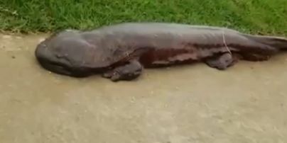 Китайский рыбак случайно нашел жуткую 200-летнюю саламандру