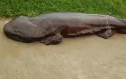 Китайський рибалка випадково знайшов моторошну 200-річну саламандру