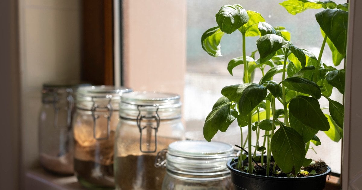 Какие травы можно выращивать на подоконнике