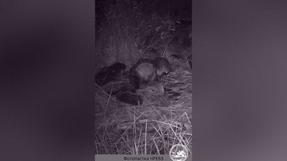 Всеїдний хижак у Чорнобилі: рідкісний єнотоподібний собака потрапив на камеру