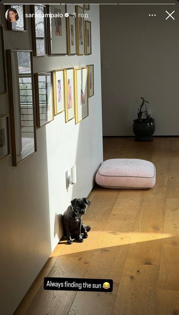 Собака Сари Сампайо / © Instagram Сари Сампайо