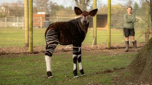 Окапі / © ВВС