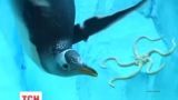 У зоопарку Детройта створили райське місце для пінгвінів за 30 мільйонів доларів