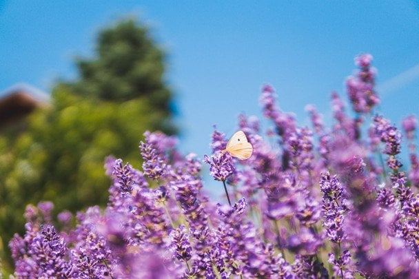 Народні прикмети 7 липня / © pexels.com