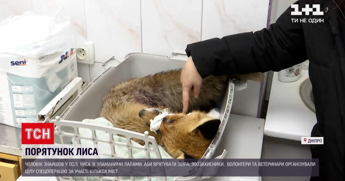 Неравнодушные развернули спецоперацию по спасению лиса Никиты