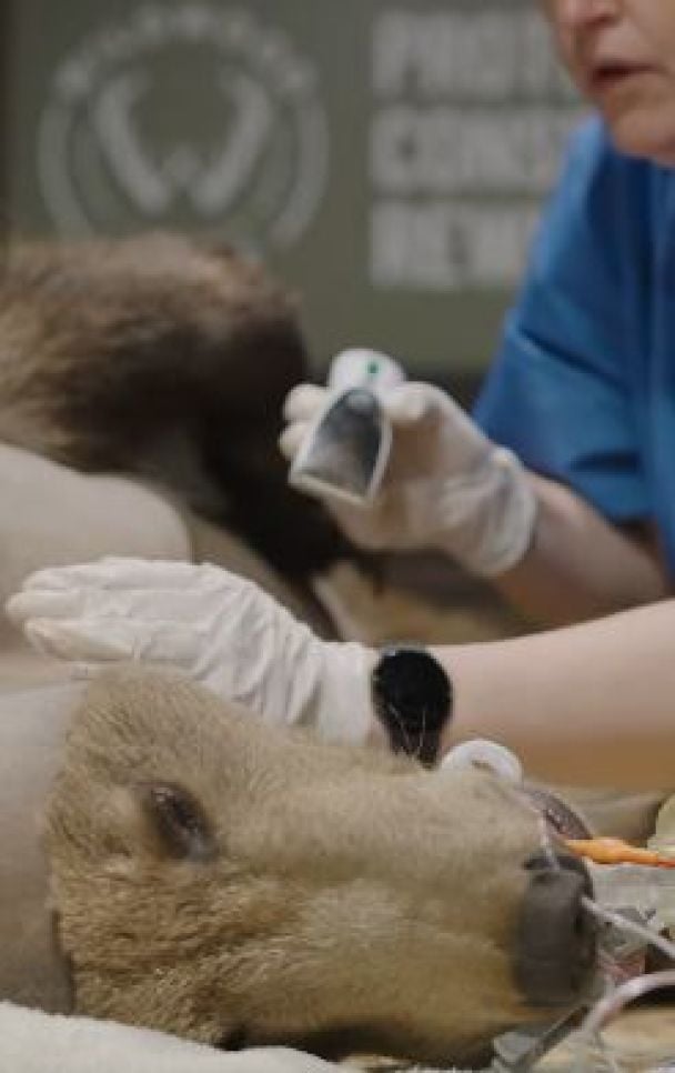 Бурий ведмідь, якому зробили операцію на мозку, одужав