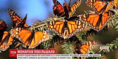 Мексиканские ученые радуются росту популяции бабочек-мигрантов